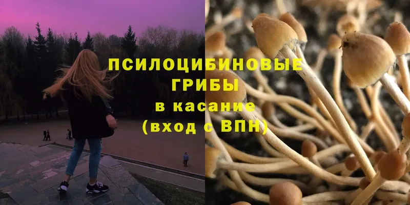 что такое   Химки  Псилоцибиновые грибы Psilocybine cubensis 